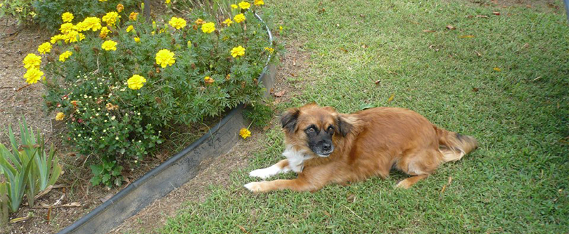 A happy tan long-haired dog resting on the lawn beside marigolds at Pet Palace of Chickamauga
