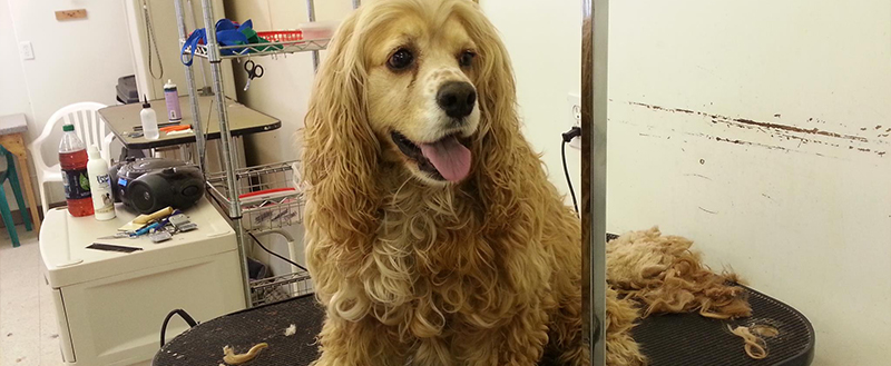 A freshly groomed golden cocker spaniel on the grooming table at Pet Palace of Chickamauga