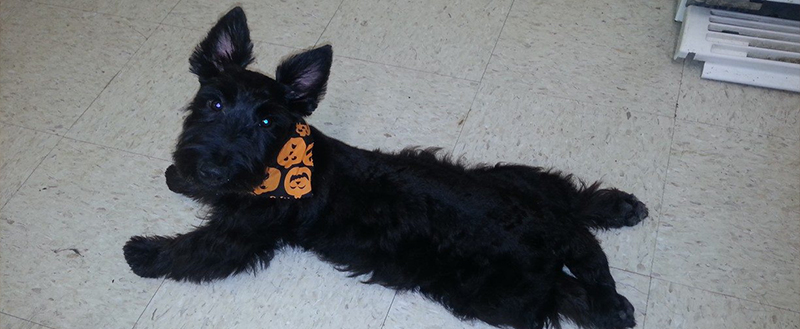 A black Scottish terrier puppy wearing a bandana at Pet Palace of Chickamauga